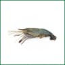 Golda Prawn (46-55Pcs) /KG
