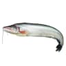Boal (1.5 Kg-2.5Kg)