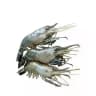 Golda Prawn (16-25Pcs)