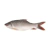 Rui Fish (3.5kg - 4.9kg) River KG