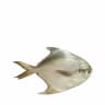SEA White Pomfret (Rupchanda) (201-300gm) kg